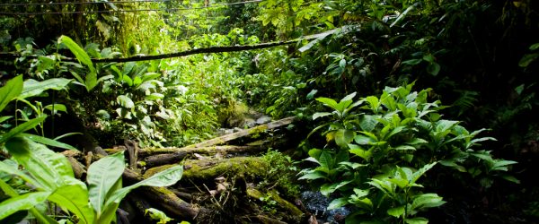 Az esőerdők megóvásával egy újabb világjárványt előzhetünk meg