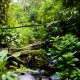 Az esőerdők megóvásával egy újabb világjárványt előzhetünk meg
